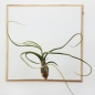 Mobile Preview: airplant "baileyi"