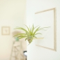 Mobile Preview: airplant "velutina"